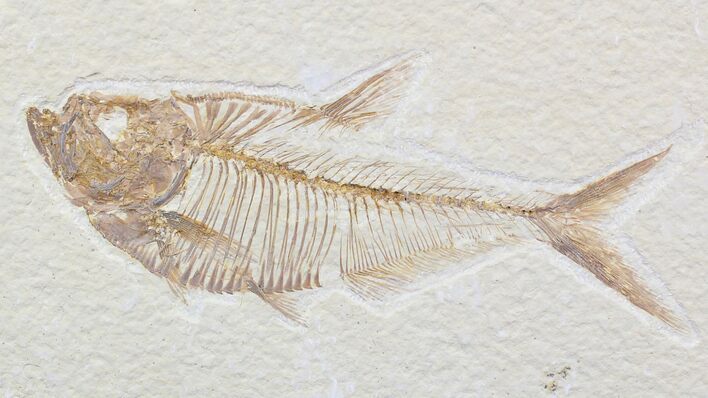 Detailed Diplomystus Fish Fossil From Wyoming #22299
